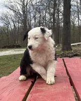 Velma, a female Australian Shepherd for sale in Neosho, MO – Photo 2 of 7