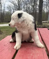 Velma, a female Australian Shepherd for sale in Neosho, MO – Photo 5 of 7
