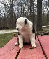 Velma, a female Australian Shepherd for sale in Neosho, MO – Photo 4 of 7