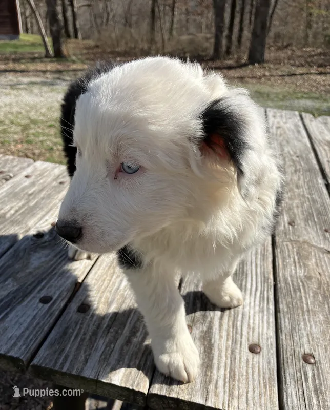 Velma – Australian Shepherd puppy for sale in Neosho, MO