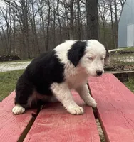 Velma, a female Australian Shepherd for sale in Neosho, MO – Photo 3 of 7