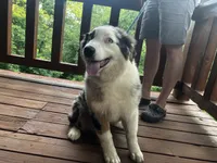 Freddy, a male Australian Shepherd for sale in Neosho, MO – 4 of 10