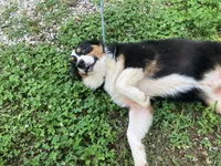 Drift, a male Australian Shepherd for sale in Neosho, MO – 2 of 10