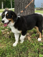 Drift, a male Australian Shepherd for sale in Neosho, MO – 3 of 7