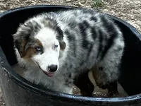 Freddy, a male Australian Shepherd for sale in Neosho, MO – 2 of 7