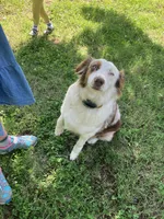 Rosie, a female Australian Shepherd for sale in Neosho, MO – 8 of 9