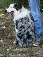 Freddy, a male Australian Shepherd for sale in Neosho, MO – 6 of 10