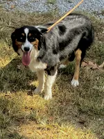 Drift, a male Australian Shepherd for sale in Neosho, MO – 4 of 10