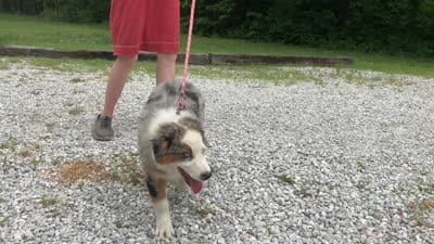 Freddy, a male Australian Shepherd for sale in Neosho, MO – 7 of 7