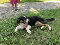 Drift, a male Australian Shepherd for sale in Neosho, MO – 10 of 10