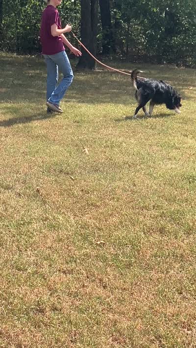 Blackout, a male Australian Shepherd for sale in Neosho, MO – 8 of 10