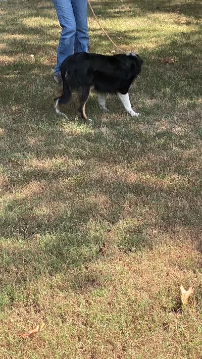 Drift, a male Australian Shepherd for sale in Neosho, MO – 7 of 10