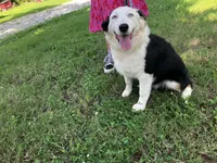 Velma, a female Australian Shepherd for sale in Neosho, MO – 2 of 10