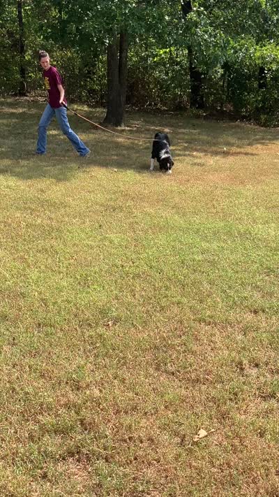 Drift, a male Australian Shepherd for sale in Neosho, MO – 8 of 10