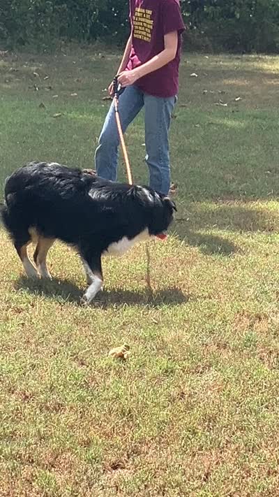 Blackout, a male Australian Shepherd for sale in Neosho, MO – 10 of 10
