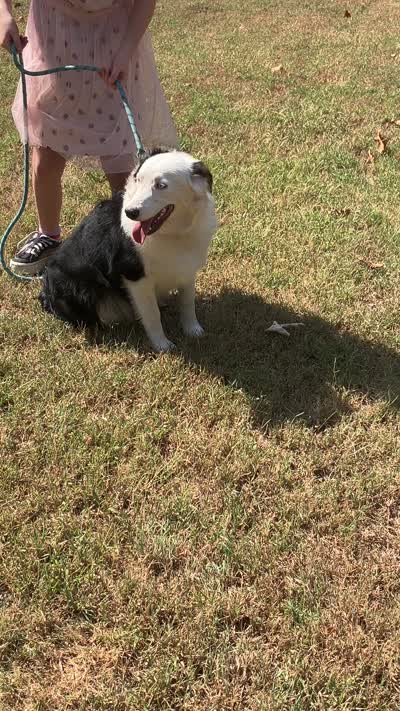 Velma, a female Australian Shepherd for sale in Neosho, MO – 10 of 10