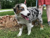 Freddy, a male Australian Shepherd for sale in Neosho, MO – 3 of 7