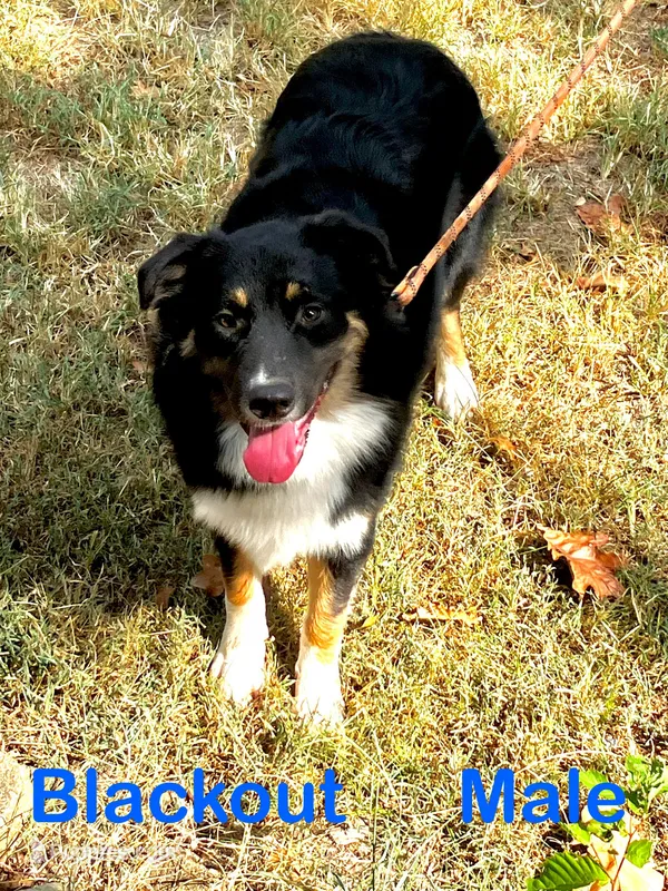 Blackout – Australian Shepherd puppy for sale in Neosho, MO