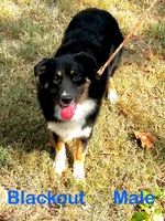 Blackout, a male Australian Shepherd for sale in Neosho, MO – 1 of 10