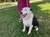 Velma, a female Australian Shepherd for sale in Neosho, MO – 3 of 10