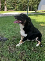 Blackout, a male Australian Shepherd for sale in Neosho, MO – 7 of 10