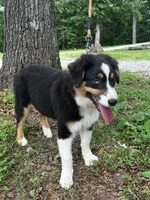 Drift, a male Australian Shepherd for sale in Neosho, MO – 2 of 7