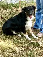 Blackout, a male Australian Shepherd for sale in Neosho, MO – 5 of 10