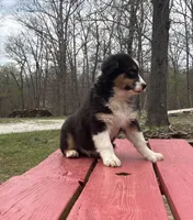 Drift, a male Australian Shepherd for sale in Neosho, MO – Photo 3 of 7