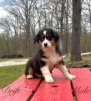Drift, a male Australian Shepherd for sale in Neosho, MO – Photo 1 of 7