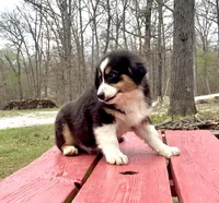 Drift, a male Australian Shepherd for sale in Neosho, MO – Photo 7 of 7