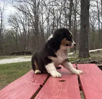 Drift, a male Australian Shepherd for sale in Neosho, MO – Photo 6 of 7