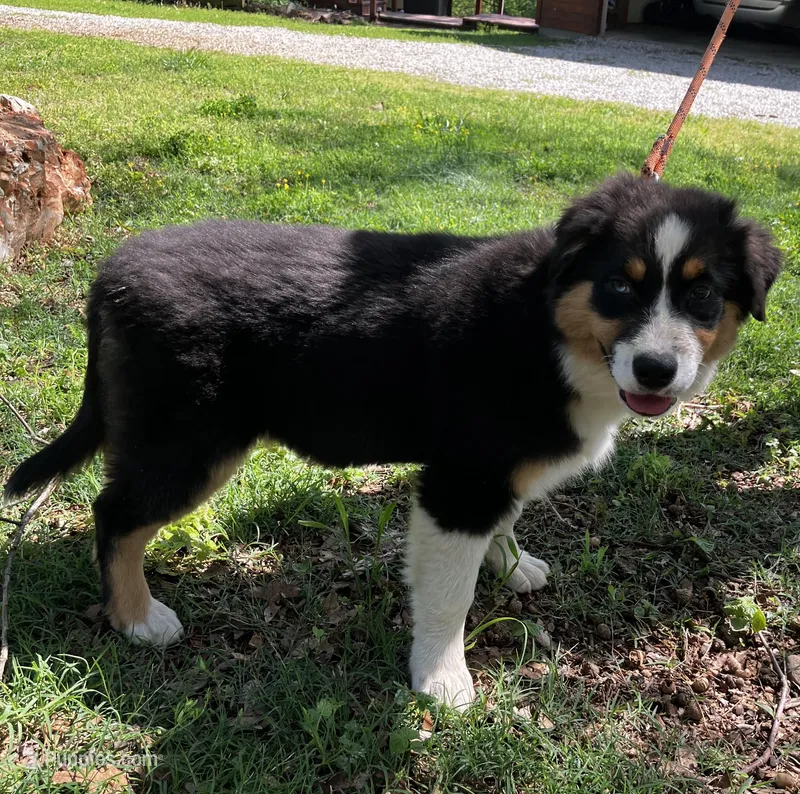 Drift – Australian Shepherd puppy for sale in Neosho, MO