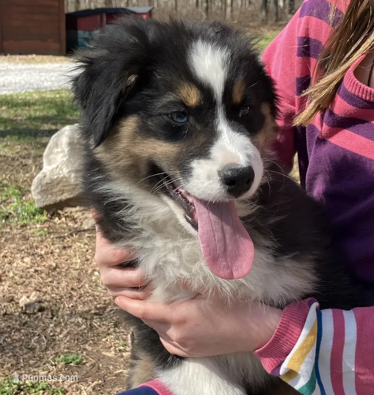 Drift – Australian Shepherd puppy for sale in Neosho, MO
