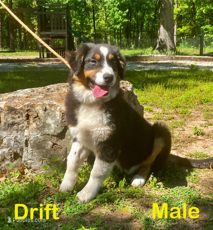 Drift – Australian Shepherd puppy for sale in Neosho, MO