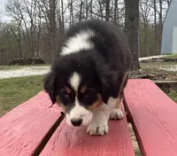 Drift, a male Australian Shepherd for sale in Neosho, MO – Photo 5 of 7