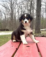 Drift, a male Australian Shepherd for sale in Neosho, MO – Photo 4 of 7