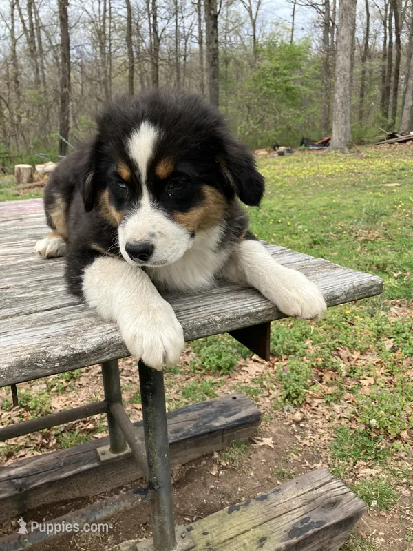 Drift – Australian Shepherd puppy for sale in Neosho, MO