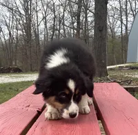 Drift, a male Australian Shepherd for sale in Neosho, MO – Photo 2 of 7