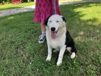 Velma, a female Australian Shepherd for sale in Neosho, MO – 6 of 10
