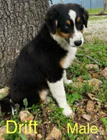 Drift, a male Australian Shepherd for sale in Neosho, MO – 1 of 7