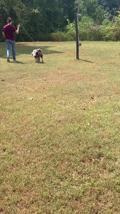 Freddy, a male Australian Shepherd for sale in Neosho, MO – 8 of 10
