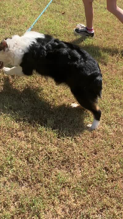 Velma, a female Australian Shepherd for sale in Neosho, MO – 9 of 10