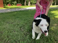 Velma, a female Australian Shepherd for sale in Neosho, MO – 7 of 10