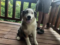 Freddy, a male Australian Shepherd for sale in Neosho, MO – 6 of 10