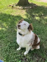 Rosie, a female Australian Shepherd for sale in Neosho, MO – 6 of 9