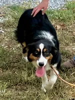 Drift, a male Australian Shepherd for sale in Neosho, MO – 2 of 10