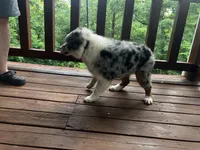 Freddy, a male Australian Shepherd for sale in Neosho, MO – 7 of 10