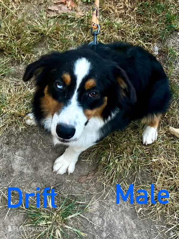 Drift – Australian Shepherd puppy for sale in Neosho, MO