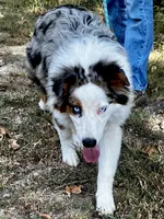 Freddy, a male Australian Shepherd for sale in Neosho, MO – 5 of 10