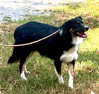 Blackout, a male Australian Shepherd for sale in Neosho, MO – 3 of 10